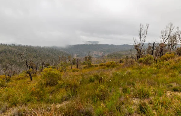 オーストラリアのニューサウスウェールズ州のブルーマウンテンで激しい森林火災から回復する大規模な谷の木の写真 — ストック写真