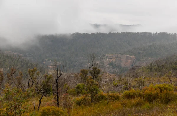 오스트레일리아 뉴사우스웨일스주의 산맥에서 산불에서 회복중인 계곡에 나무들의 — 스톡 사진