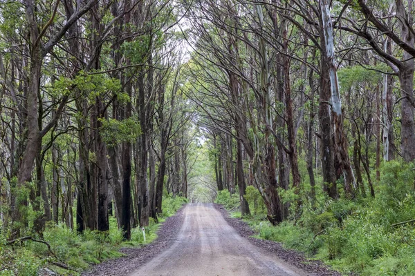 Photograph Dirt Road Running Large Forest Recovering Bushfire Central Tablelands — Stock Photo, Image