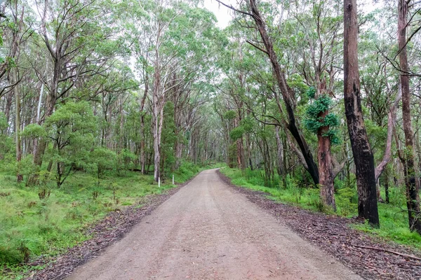 Photograph Dirt Road Running Large Forest Recovering Bushfire Central Tablelands — Stock Photo, Image