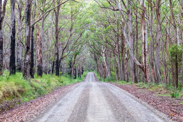 stock image Photograph of a dirt road running through a large forest recovering from bushfire in the Central Tablelands in New South Wales in Australia