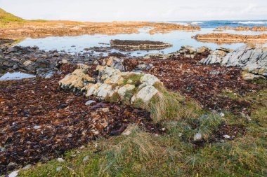 Kelp 'in fotoğrafı Avustralya' nın Tazmanya Boğazı 'ndaki King Island' da kayalık bir kıyıya vurdu.