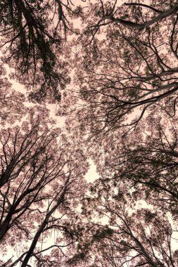 Fotoğraf Avustralya 'nın Yeni Güney Galler' indeki Mavi Dağlar 'daki bir ormandaki ağaç tepe örtüsünden yukarı bakıyor.