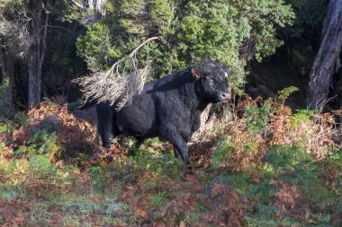 Avustralya, Tazmanya 'daki King Island Bass Boğazı' ndaki yemyeşil bir ormanda büyük bir siyah boğa ineğinin fotoğrafı.