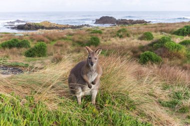 Avustralya 'daki Tazmanya Bas Boğazı' nda Kral Adası kıyısında çimlerin arasında duran yalnız Bennetts Wallaby 'nin fotoğrafı.