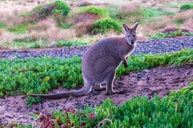 Avustralya 'daki Tazmanya Bas Boğazı' nda Kral Adası kıyısında çimlerin arasında duran yalnız Bennetts Wallaby 'nin fotoğrafı.