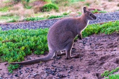 Avustralya 'daki Tazmanya Bas Boğazı' nda Kral Adası kıyısında çimlerin arasında duran yalnız Bennetts Wallaby 'nin fotoğrafı.