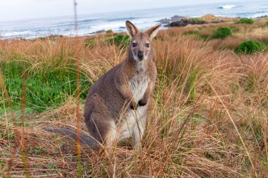Avustralya 'daki Tazmanya Bas Boğazı' nda Kral Adası kıyısında çimlerin arasında duran yalnız Bennetts Wallaby 'nin fotoğrafı.