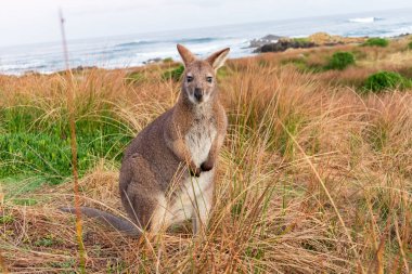 Avustralya 'daki Tazmanya Bas Boğazı' nda Kral Adası kıyısında çimlerin arasında duran yalnız Bennetts Wallaby 'nin fotoğrafı.