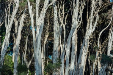 Avustralya 'nın Tazmanya Boğazı' ndaki King Island 'daki bir lagünün yakınındaki büyük, uzun ölü ağaçların fotoğrafı.