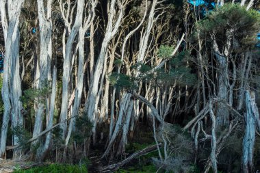 Avustralya 'nın Tazmanya Boğazı' ndaki King Island 'daki bir lagünün yakınındaki büyük, uzun ölü ağaçların fotoğrafı.