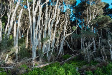 Avustralya 'nın Tazmanya Boğazı' ndaki King Island 'daki bir lagünün yakınındaki büyük, uzun ölü ağaçların fotoğrafı.