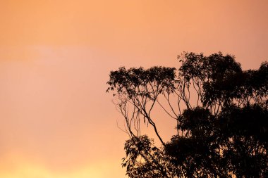 Avustralya 'nın Yeni Güney Galler' indeki Mavi Dağlar 'da meydana gelen fırtınadan sonra parlak turuncu bir günbatımı görüntüsü.
