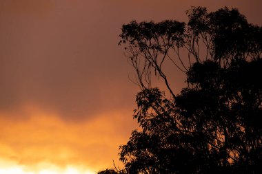 Avustralya 'nın Yeni Güney Galler' indeki Mavi Dağlar 'da meydana gelen fırtınadan sonra parlak turuncu bir günbatımı görüntüsü.