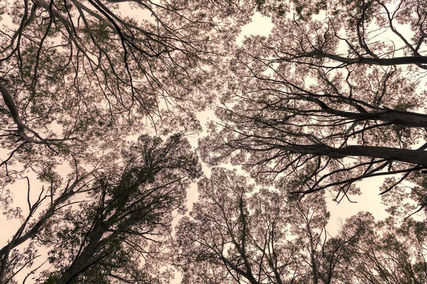 Photographie Regardant Travers Couvert Forestier Dans Une Forêt Des Blue — Photo