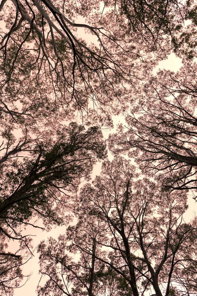 Fotografiert Durch Ein Baumkronendach Einem Wald Den Blue Mountains New — Stockfoto