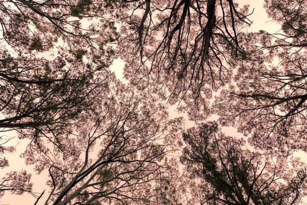 Photographie Regardant Travers Couvert Forestier Dans Une Forêt Des Blue — Photo