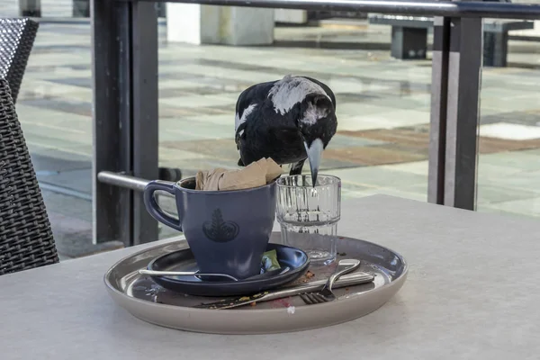 Fotografia Magpie Forrageando Para Comida Uma Mesa Café Livre Depois — Fotografia de Stock