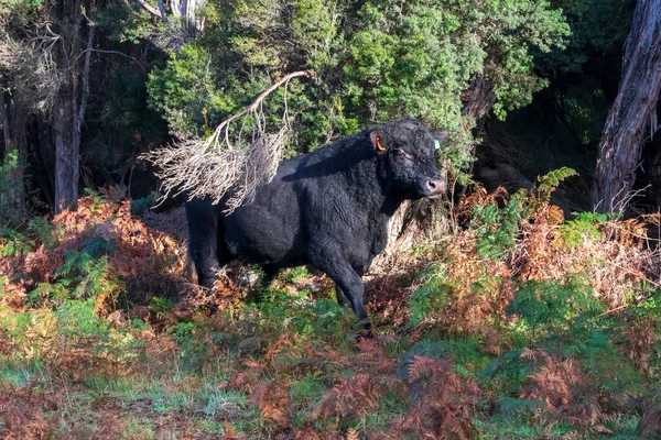 Avustralya, Tazmanya 'daki King Island Bass Boğazı' ndaki yemyeşil bir ormanda büyük bir siyah boğa ineğinin fotoğrafı.