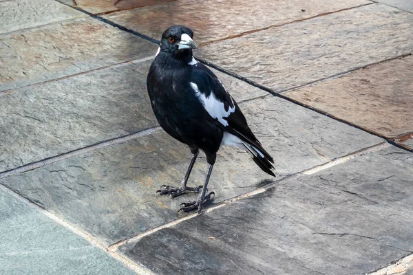 Photograph Australian Magpie Standing Black Ceramic Floor Tiles Outdoor Cafe — Stock Photo, Image