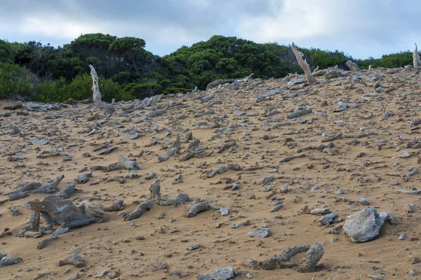 オーストラリアのタスマニアのバス海峡にあるキング島の石灰岩の特徴の写真 — ストック写真
