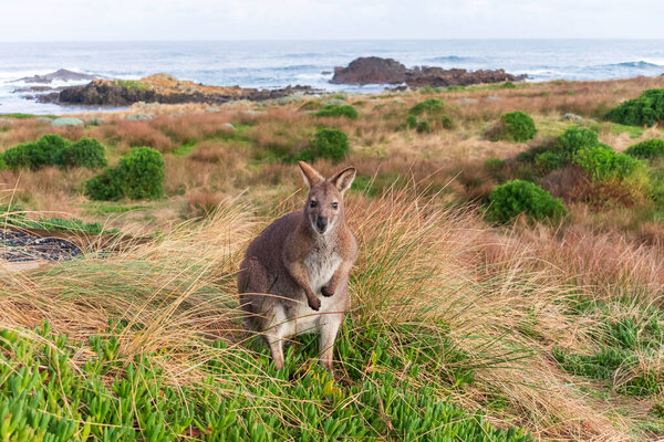 Фотография одинокого Беннетта Валлаби, стоящего среди травы возле побережья острова Кинг в проливе Басс в Тасмании в Австралии