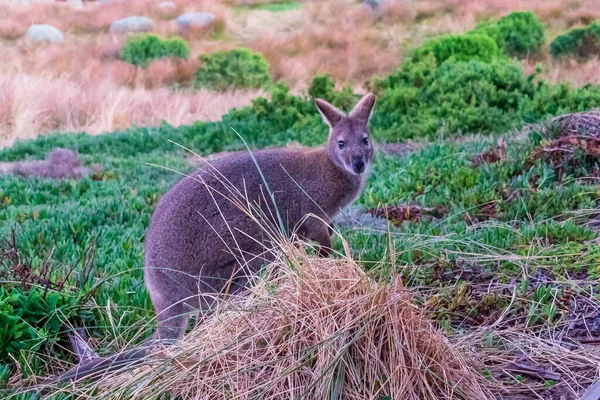 Photograph Lone Bennetts Wallaby Standing Amongst Grass Coast King Island — Stock Photo, Image