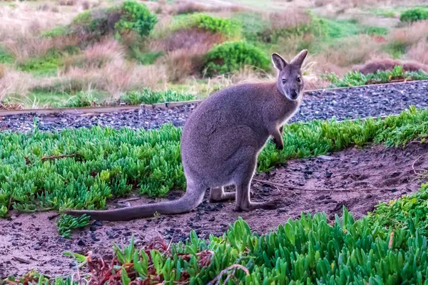 Foto Eines Einsamen Bennetts Wallaby Inmitten Von Gras Küstennähe Auf — Stockfoto