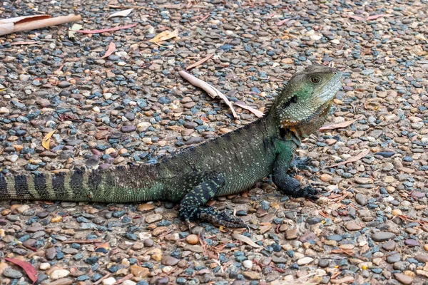 Photograph Small Green Monitor Lizard Sunshine Regional Australia — Stock Photo, Image