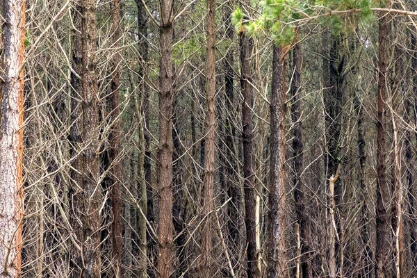 Fotografía Los Árboles Afectados Por Incendios Forestales Bosque Pinos Las — Foto de Stock