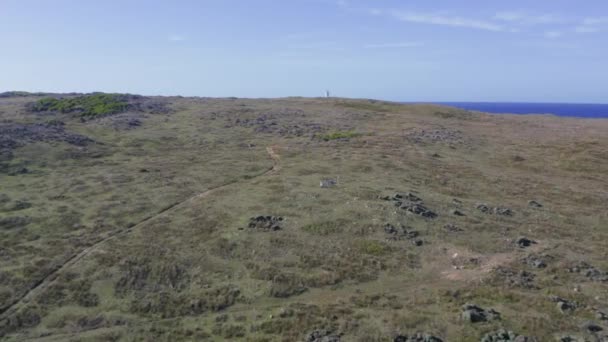 Drone Images Aériennes Wallabies Sautant Travers Les Prairies Élevant Dessus — Video