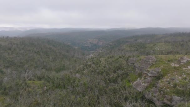 Drone Antenn Bilder Återväxt Skog Stor Dal Efter Bushfires Blue — Stockvideo