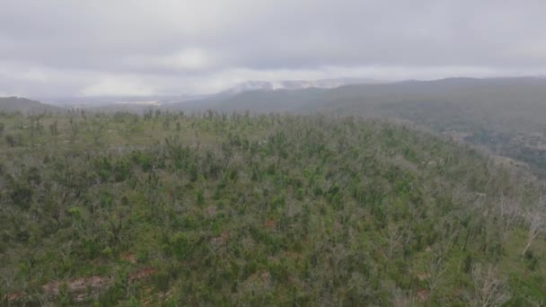 オーストラリアのニューサウスウェールズ州のブルーマウンテンでの森林火災後の大規模な谷での森林の成長のドローン空撮 — ストック動画