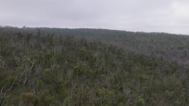 Drone Images Aériennes Repousse Une Forêt Dans Une Grande Vallée — Video