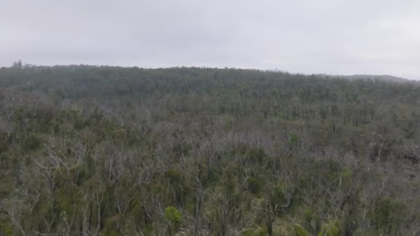 澳大利亚新南威尔士州蓝山森林大火后在一个大山谷中森林重新生长的无人驾驶航空录像 — 图库视频影像
