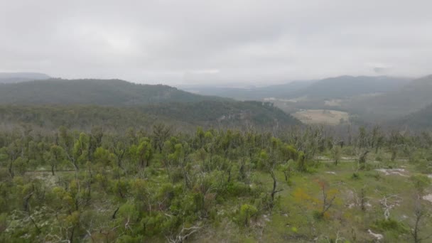 Imágenes Aéreas Drones Del Rebrote Bosque Gran Valle Después Incendios — Vídeos de Stock