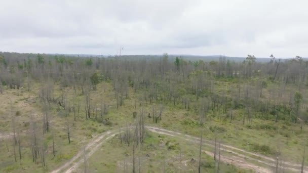 Imágenes Aéreas Drones Rebrote Bosque Después Incendios Forestales Las Mesetas — Vídeo de stock
