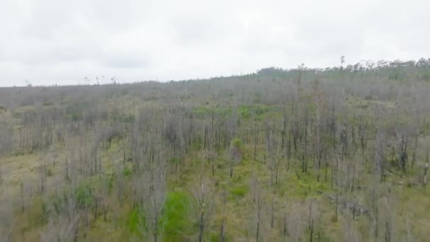 Zdjęcia Lotnicze Dronów Odrastających Lesie Pożarach Krzewów Centralnej Stołowej Krainie — Wideo stockowe