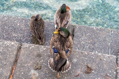 Yetişkin kahverengi ördeklerin Yeni Zelanda 'nın Güney Adası' ndaki suyun yakınındaki gri beton basamaklarda dinlenirken çekilmiş fotoğrafları.