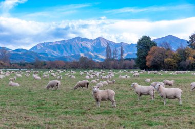 Yeni Zelanda 'nın güney adasında arka planda dağ olan otlak bir alanda beslenen büyük bir koyun sürüsünün fotoğrafı.