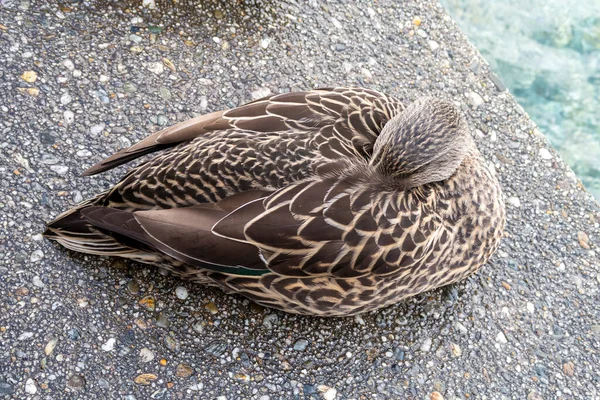Yetişkin Bir Kahverengi Ördeğin Yeni Zelanda Nın Güney Adası Nda — Stok fotoğraf