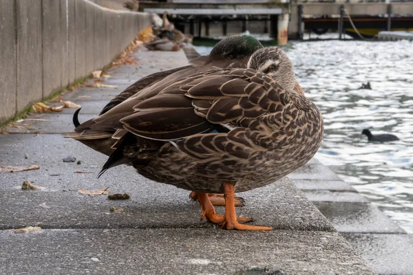 Photograph Adult Brown Ducks Resting Grey Concrete Steps Water South — Stock Photo, Image