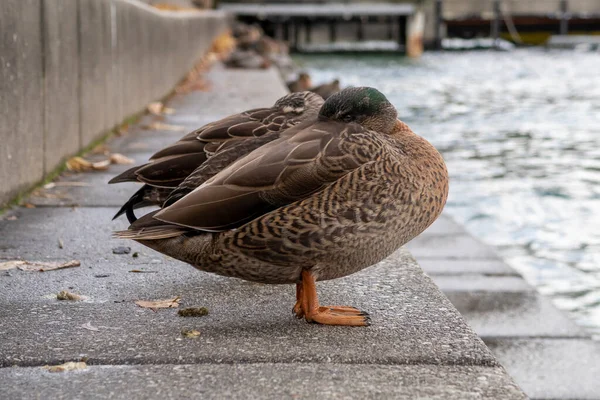Photograph Adult Brown Ducks Resting Grey Concrete Steps Water South — Stock Photo, Image