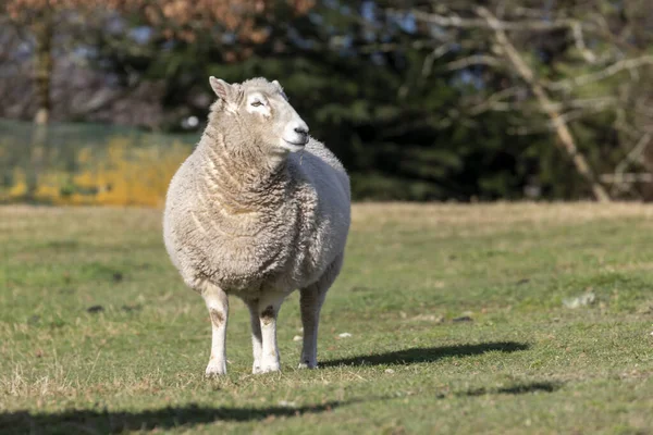 Photographie Mouton Adulte Debout Dans Champ Vert Herbeux Sur Île — Photo