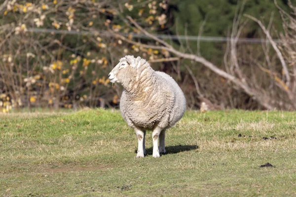 Фотография Взрослой Овцы Стоящей Травянистом Зеленом Поле Южном Острове Новой — стоковое фото