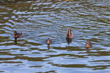 Yeni Zelanda 'nın güney adasındaki Fiordland' daki Manapouri Tekne Kulübü 'nde sel sularında kürek çekerken yiyecek arayan ördeklerin fotoğrafları.