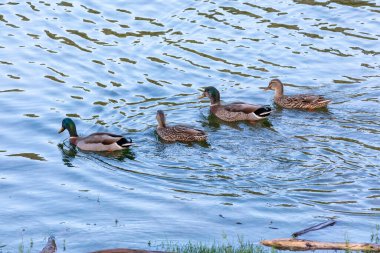 Yeni Zelanda 'nın güney adasındaki Fiordland' daki Manapouri Tekne Kulübü 'nde sel sularında kürek çekerken yiyecek arayan ördeklerin fotoğrafları.