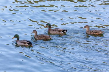 Yeni Zelanda 'nın güney adasındaki Fiordland' daki Manapouri Tekne Kulübü 'nde sel sularında kürek çekerken yiyecek arayan ördeklerin fotoğrafları.