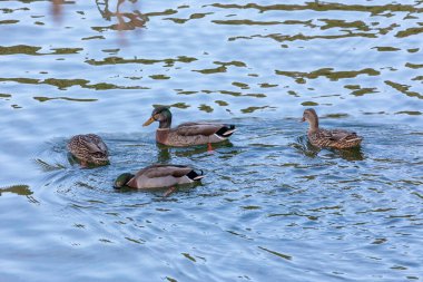 Yeni Zelanda 'nın güney adasındaki Fiordland' daki Manapouri Tekne Kulübü 'nde sel sularında kürek çekerken yiyecek arayan ördeklerin fotoğrafları.