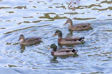 Yeni Zelanda 'nın güney adasındaki Fiordland' daki Manapouri Tekne Kulübü 'nde sel sularında kürek çekerken yiyecek arayan ördeklerin fotoğrafları.